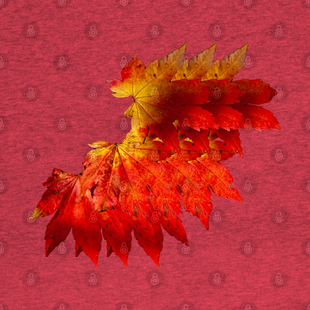 Autumnal fire colored leaves by dalyndigaital2@gmail.com